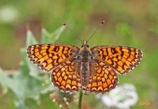 Cezayirli parhan (Melitaea ornata)