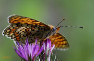 Cezayirli parhan (Melitaea ornata)