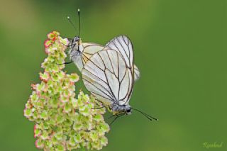 Al Beyaz (Aporia crataegi)