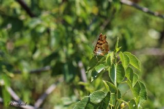 Anadolu ehzadesi (Thaleropis ionia)