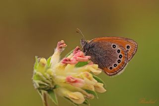 Rus Zpzp Perisi (Coenonympha leander)
