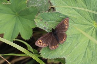 Orman Gzelesmeri (Erebia medusa )