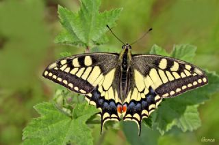 Krlangkuyruk (Papilio machaon)