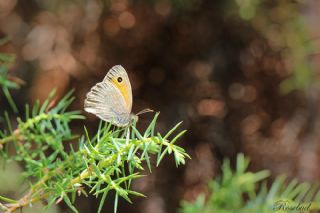 Esmerperi (Hyponephele lupina)