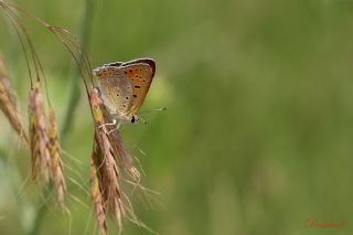 Anadolu Ate Gzeli (Lycaena asabinus)