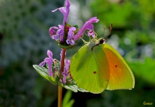 Kleopatra (Gonepteryx cleopatra)