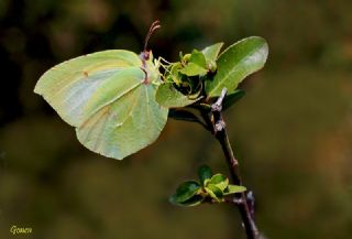 Kleopatra (Gonepteryx cleopatra)