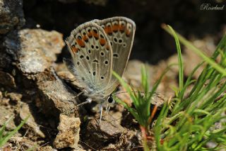 Doulu Esmergz (Plebejus carmon)