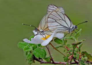 Al Beyaz (Aporia crataegi)