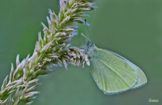 Kk Beyazmelek (Pieris rapae)