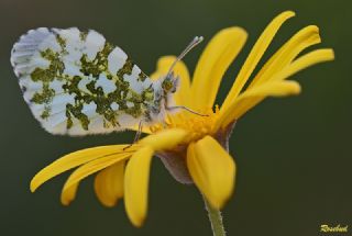 Turuncu Ssl (Anthocharis cardamines)