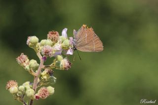 Karaaa Sevbenisi (Satyrium w-album)