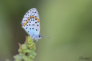 Bavius Mavisi (Pseudophilotes bavius)