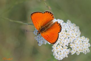 Orman Bakr Gzeli (Lycaena virgaureae)