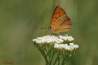 Orman Bakr Gzeli (Lycaena virgaureae)