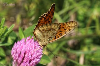 Byk nci (Fabriciana adippe)