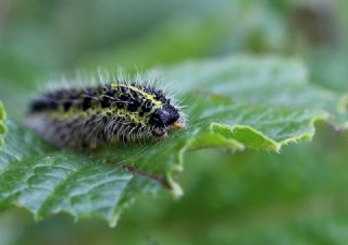 B�y�k Beyazmelek &nbsp;(Pieris&nbsp;brassicae)