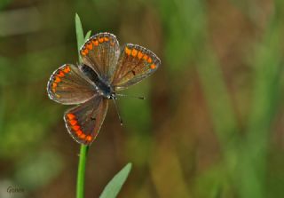 okgzl Esmer (Aricia agestis)