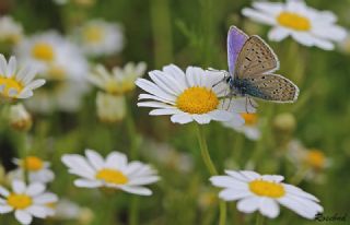 okgzl Mavi (Polyommatus icarus)