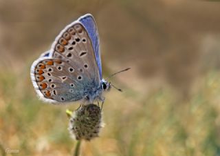 okgzl Mavi (Polyommatus icarus)