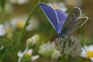 okgzl Mavi (Polyommatus icarus)