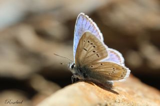 okgzl Turkuvaz Mavisi (Polyommatus dorylas)