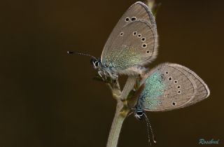 Karagz Mavisi (Glaucopsyche alexis)