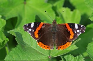 Atalanta (Vanessa atalanta)