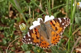 Diken Kelebei (Vanessa cardui)