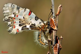 Orman Fistosu (Allancastria  cerisyi)