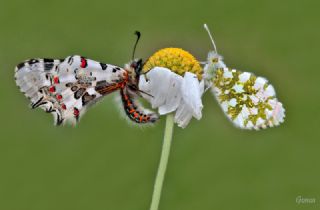 Orman Fistosu (Allancastria  cerisyi)