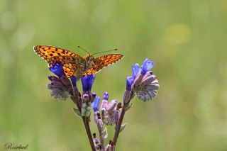 Niyobe (Fabriciana niobe)