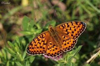 Byk nci (Fabriciana adippe)