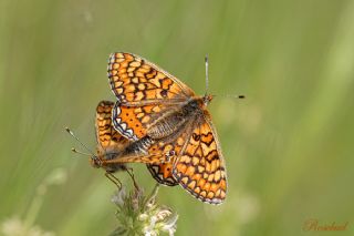 Nazuum (Euphydryas aurinia)