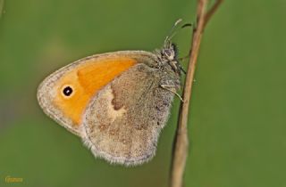 Kk Zpzp Perisi (Coenonympha pamphilus)