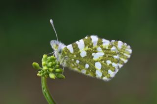 Da Oykls (Euchloe ausonia)