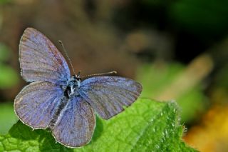 Fransz Everesi (Cupido alcetas)