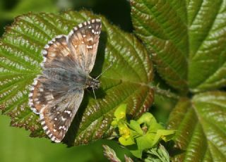 Zeytuni Zpzp (Pyrgus serratulae)