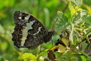 Kara Murat (Brintesia  circe)