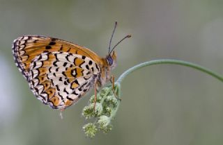 Trkistan parhan (Melitaea arduinna)