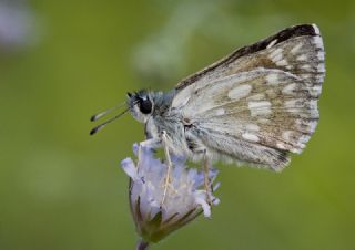 Mozaik Zpzp (Muschampia tessellum)