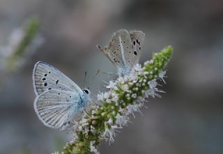 okgzl Selam Mavisi (Polyommatus merhaba)