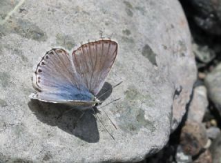 okgzl Anadolu illi Mavisi (Polyommatus ossmar)