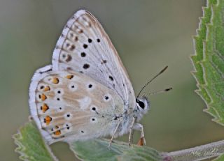 okgzl Anadolu illi Mavisi (Polyommatus ossmar)