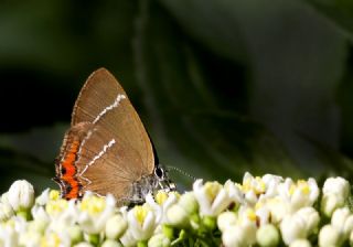 Karaaa Sevbenisi (Satyrium w-album)