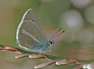 Çokgözlü Türk Mavisi (Polyommatus turcicus)