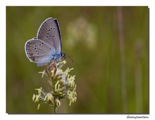 okgzl Gzel Mavi (Polyommatus bellis)