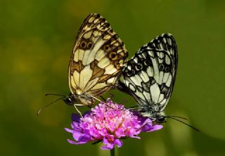 Orman Melikesi (Melanargia galathea)