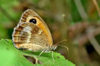 Pironiya (Pyronia tithonus)