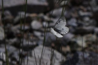 Dumanl Apollo (Parnassius mnemosyne)